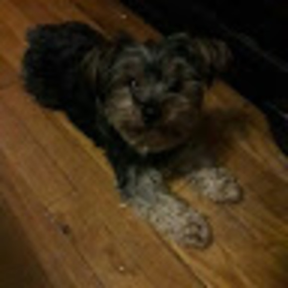 Meet your Posher, Trinette - Picture 1 of 1